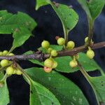 Ilex fragilis