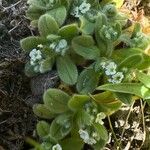 Myosotis pusilla Fiore