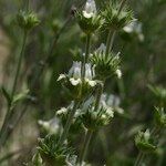 Sideritis leucantha Hàbitat