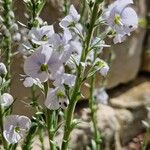 Veronica gentianoides Blodyn