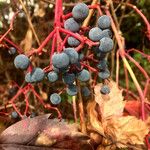 Parthenocissus quinquefolia Frucht