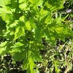 Artemisia princeps List