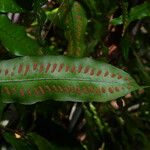 Microgramma persicariifolia Levél