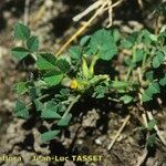 Medicago monspeliaca Habit