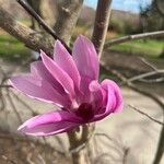 Magnolia liliiflora花