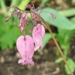 Dicentra formosa 花