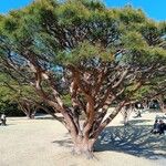 Pinus pinea Folha