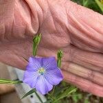 Linum bienne Blüte