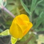 Ranunculus bulbosus Цветок