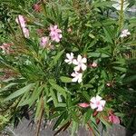 Nerium oleander Habit