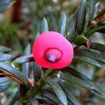 Taxus canadensis Frutto