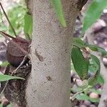 Camellia sinensis Bark