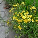 Senecio brasiliensis Flor