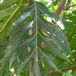 Artocarpus altilis Lapas