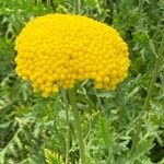 Achillea filipendulina Kvet