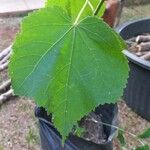 Abutilon grandifolium List