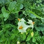 Solanum violaceum Blomst