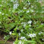 Stenaria nigricans Flower