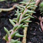 Petrosedum ochroleucum Foglia