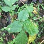 Toxicodendron radicans Ліст