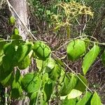 Micromelum minutum Blatt