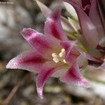 Allium atrorubens Blomma