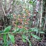 Dendrobium virotii Blodyn