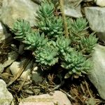 Sedum sediforme Habitus