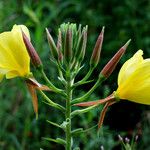 Oenothera glazioviana Flower