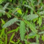 Aeschynomene americana Leaf