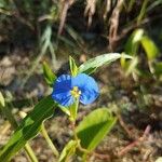 Commelina ensifolia 花