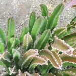 Stapelia grandiflora Leaf