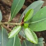 Ficus craterostoma Φύλλο