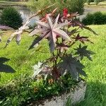 Ricinus communis Alkat (teljes növény)