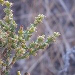 Salsola vermiculata 叶