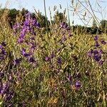 Delphinium pubescens Habit