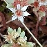 Sedum hispanicumFlor