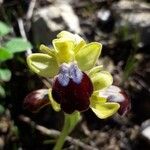 Ophrys marmorata Flor