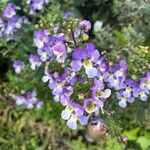 Angelonia angustifoliaBlomma