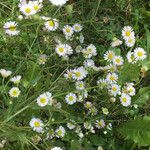 Erigeron annuus Hàbitat