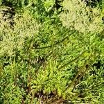 Selinum carvifolium Bloem