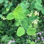 Vicia pisiformis Hoja