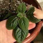 Plectranthus purpuratusBlad