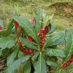 Rhododendron macabeanum Yeri