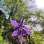 Aquilegia vulgarisFlower