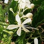 Clerodendrum indicum Blüte