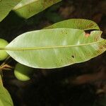 Calophyllum brasiliense Blatt