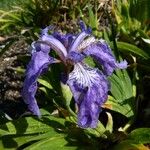 Iris tectorum Blodyn