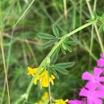 Medicago falcata Лист