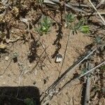 Helianthemum ledifolium Leaf